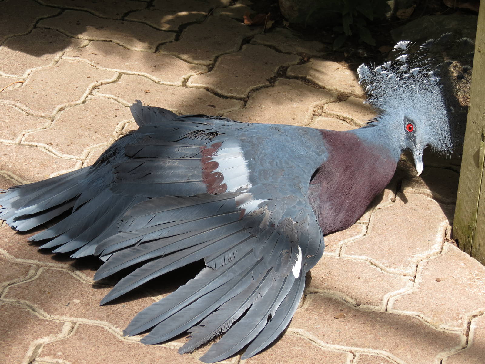Victoria Crowned Pigeon