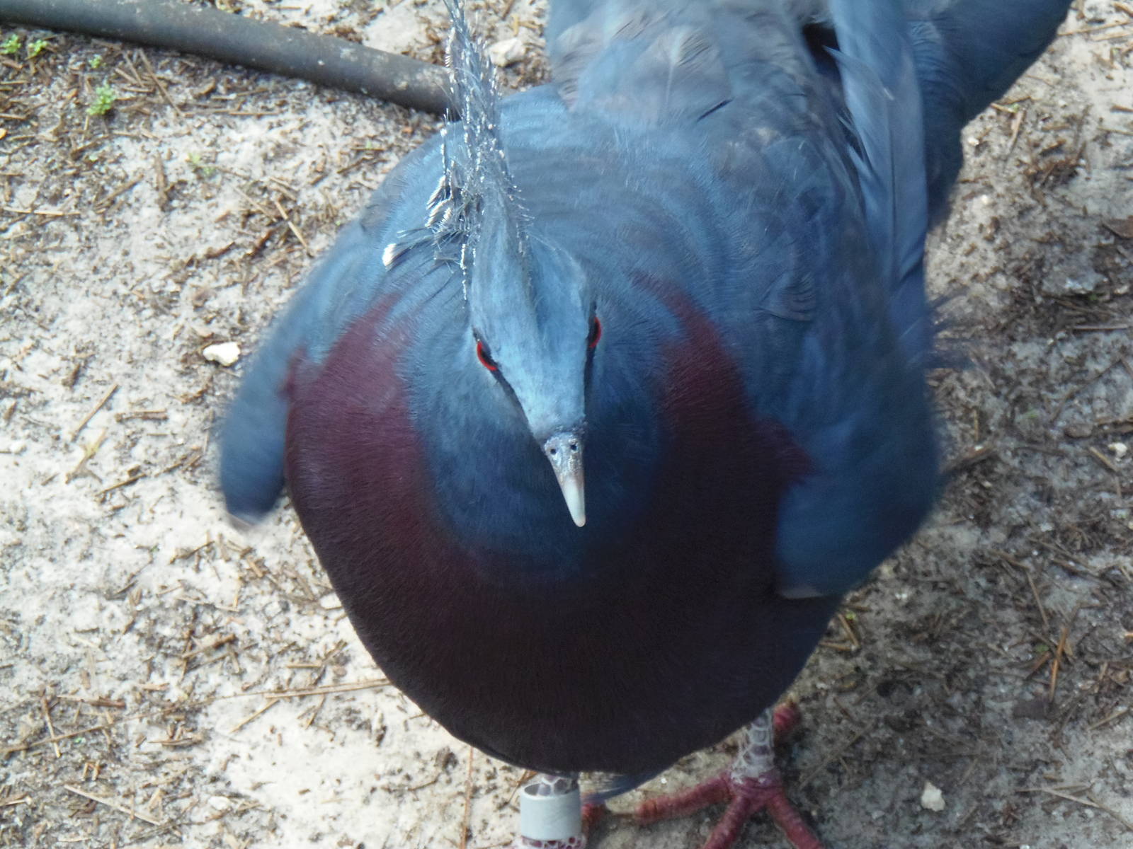 Victoria Crowned Pigeon