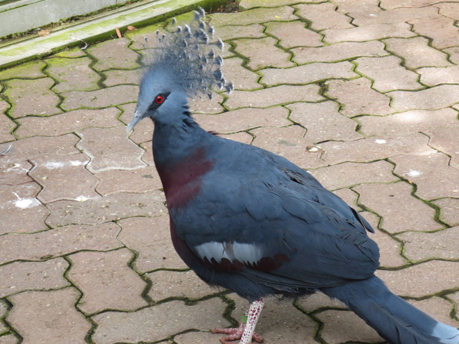 Victoria Crowned Pigeon