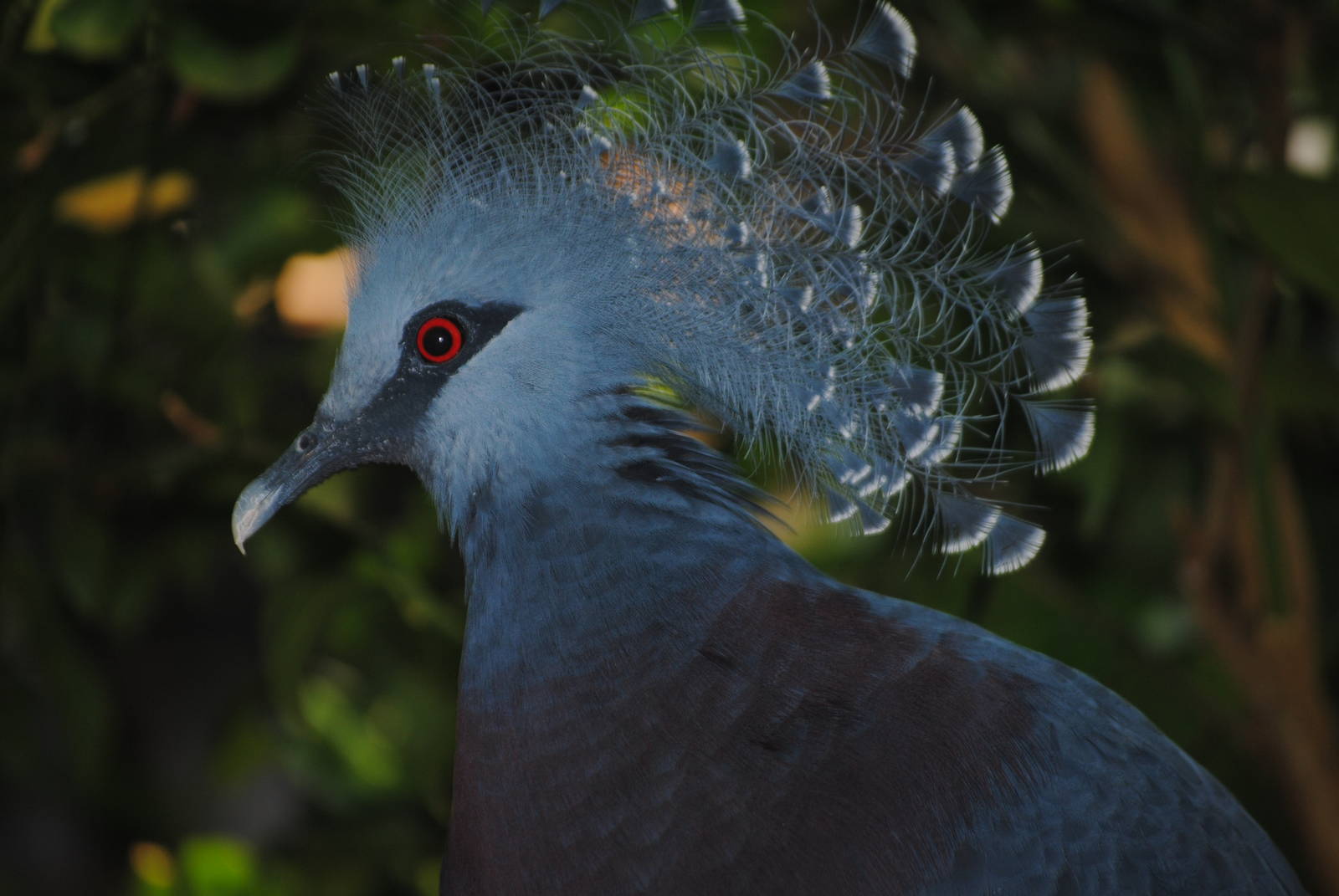 Victoria Crowned Pigeon