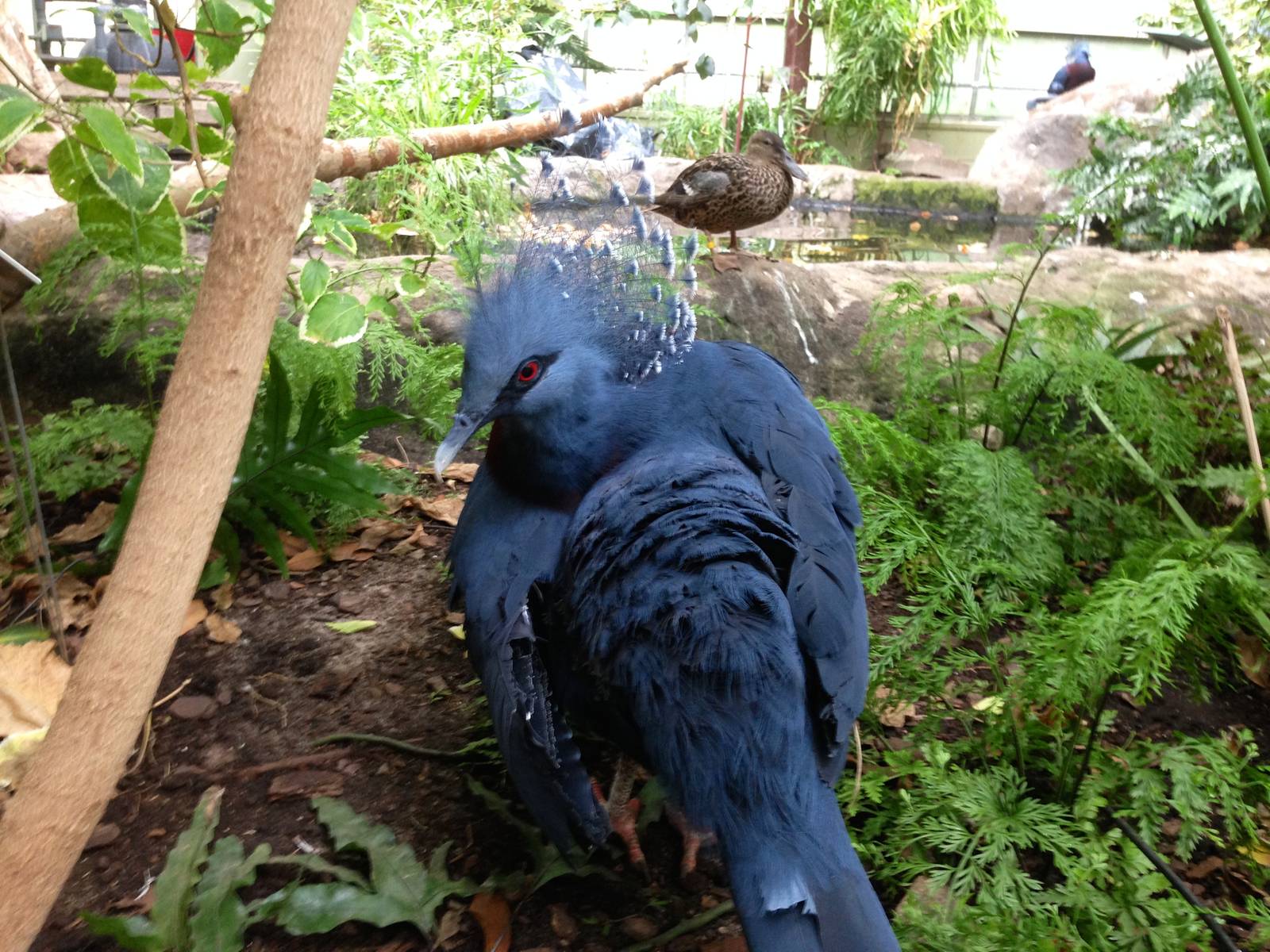 Victoria Crowned Pigeon