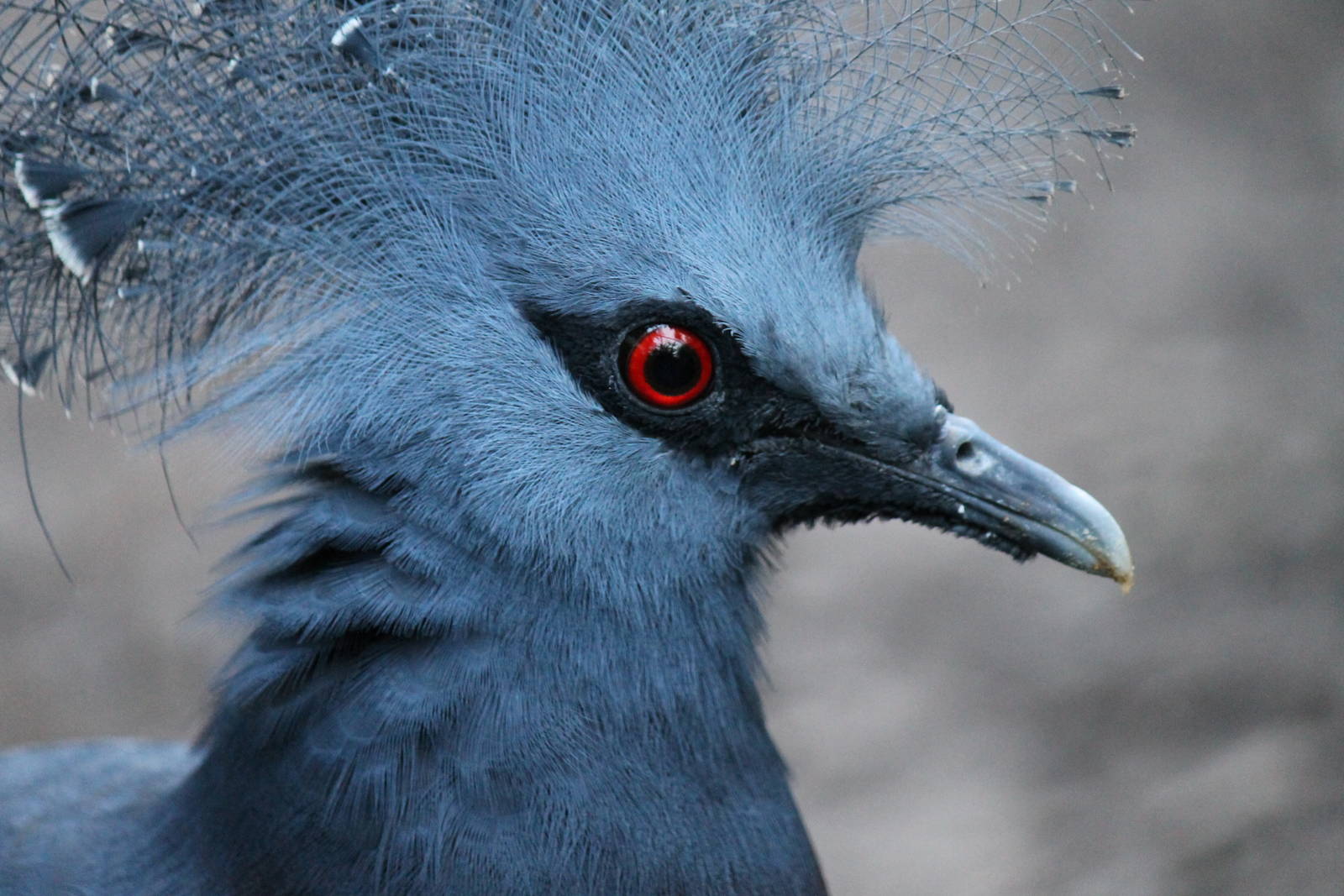 Victoria crowned pigeon