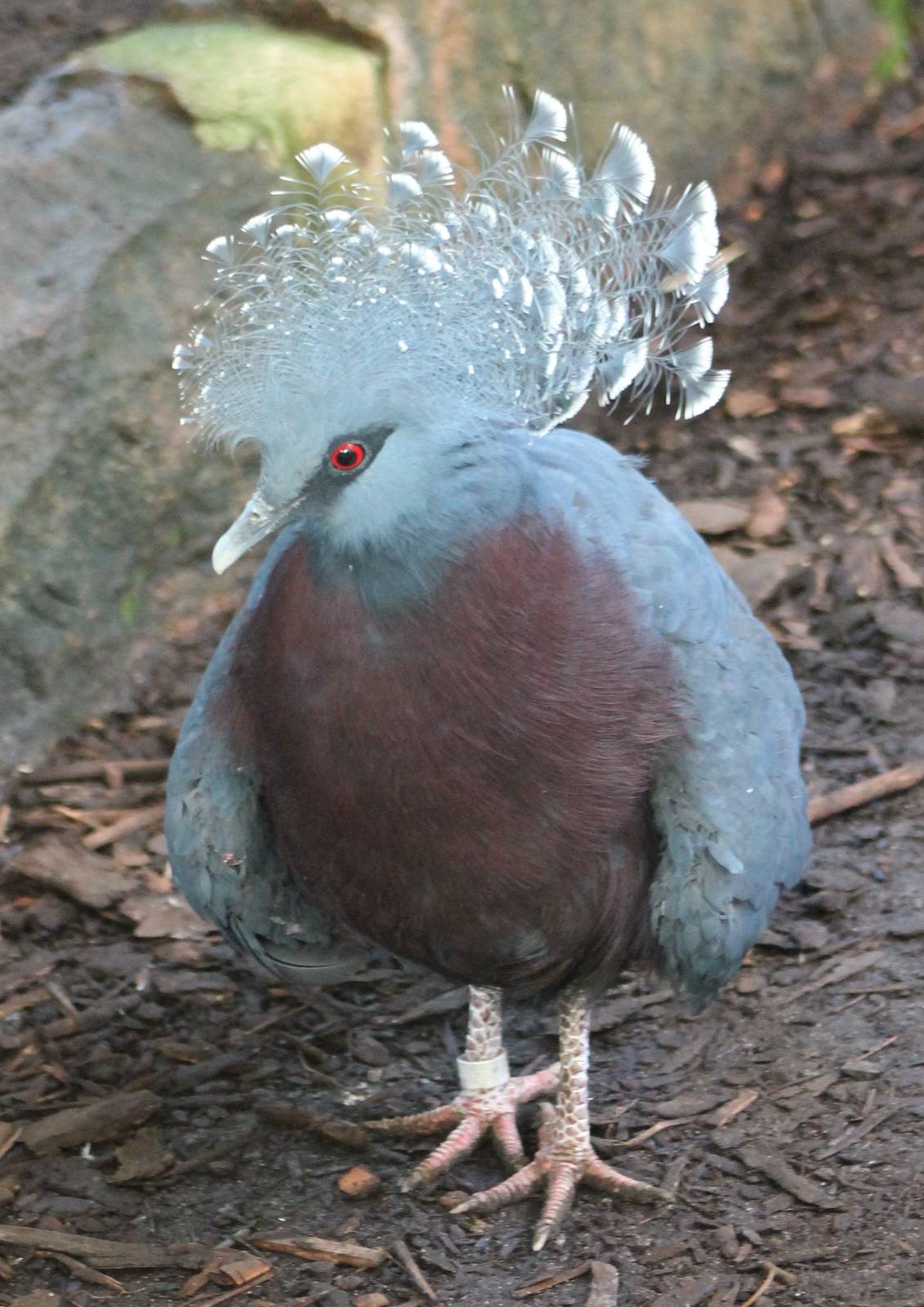 Victoria crowned pigeon