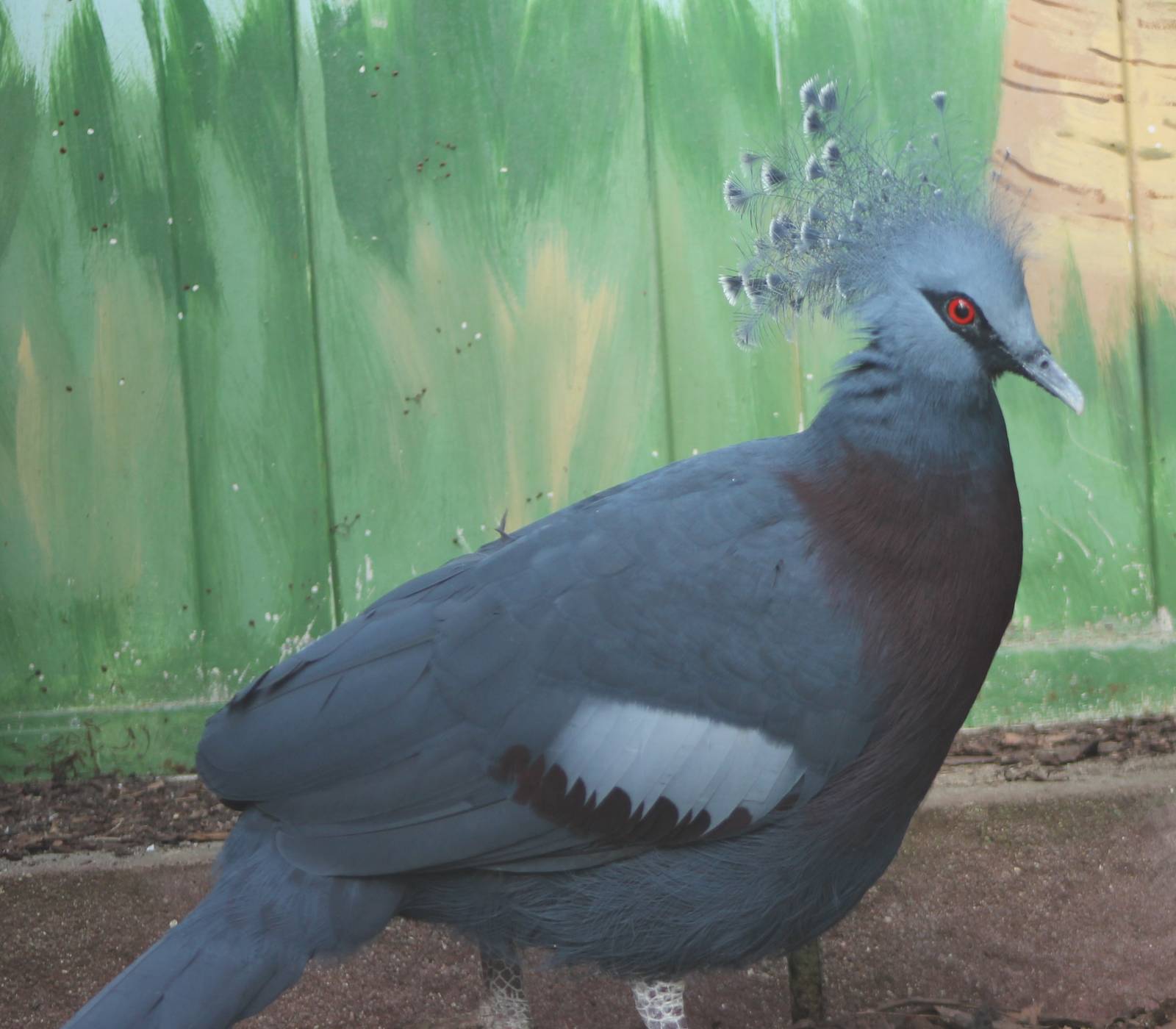 Victoria crowned pigeon