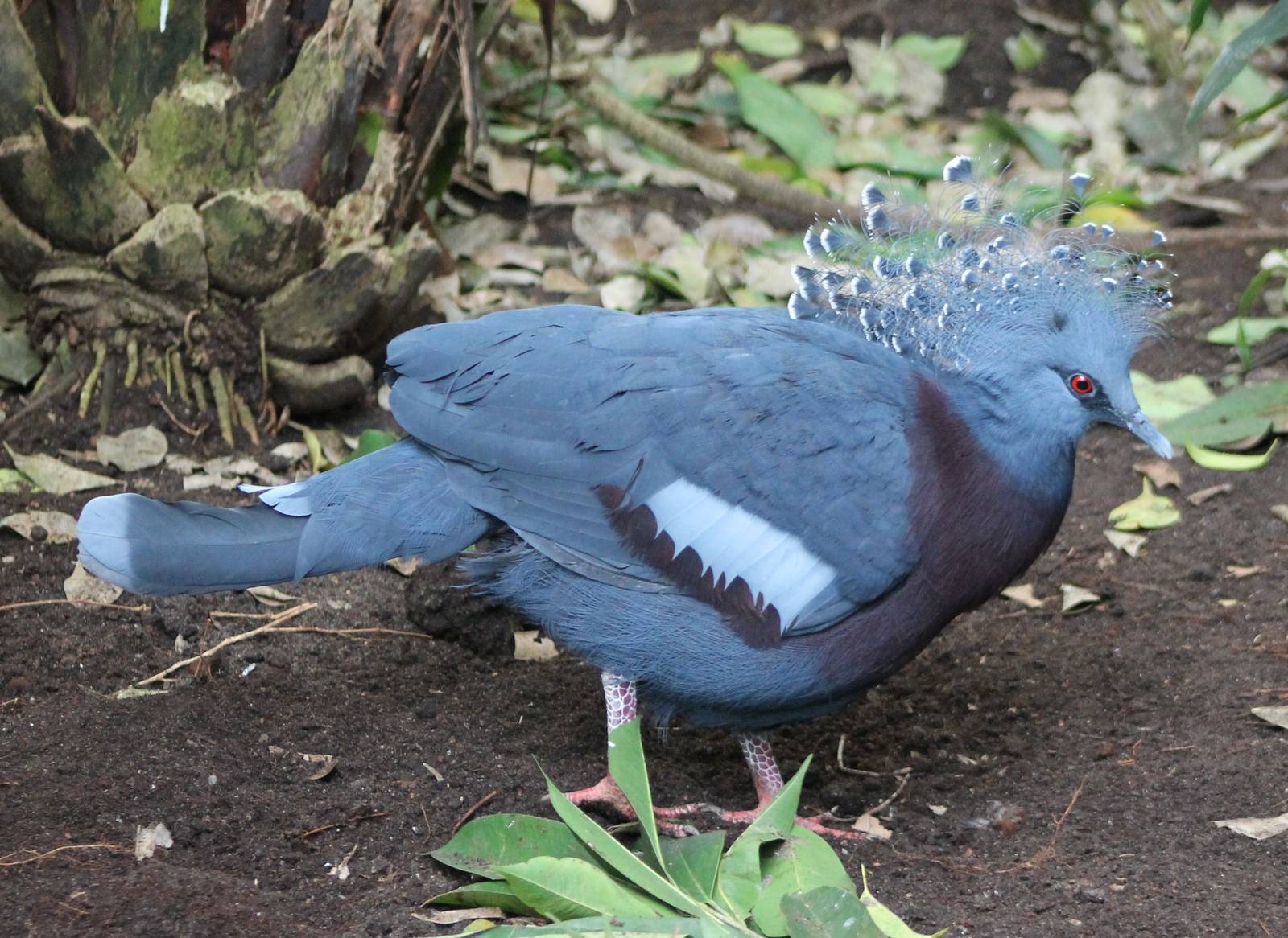 Victoria crowned pigeon