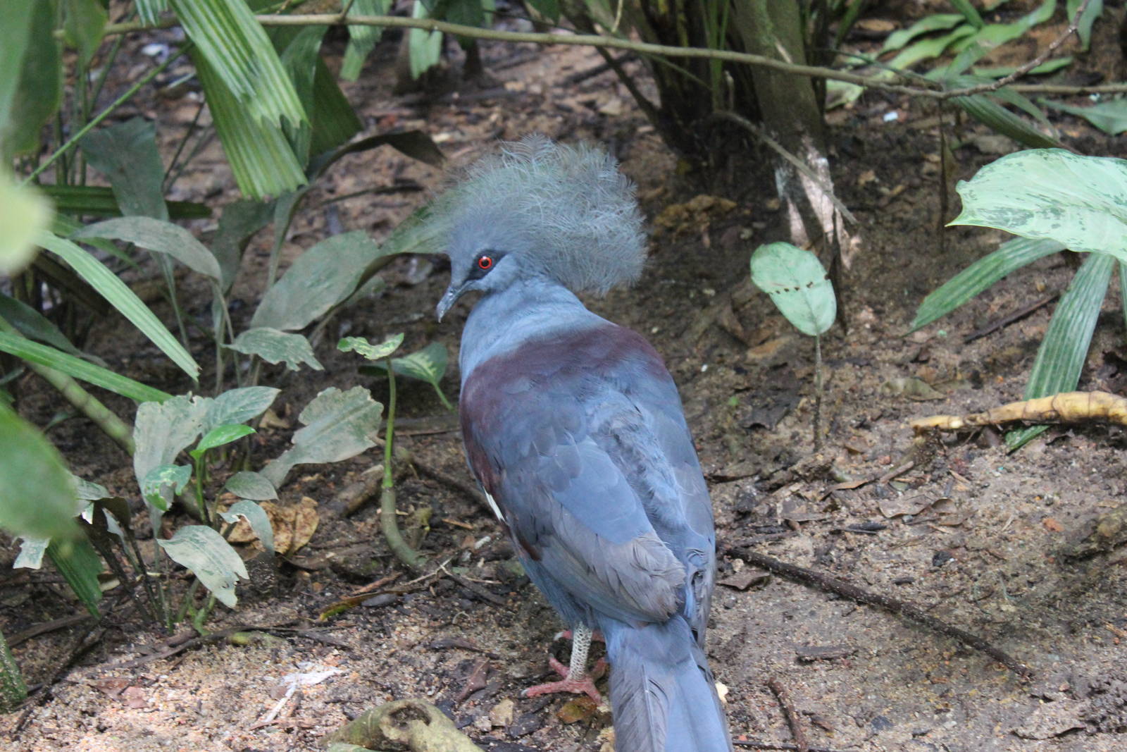 Victoria Crowned Pigeon