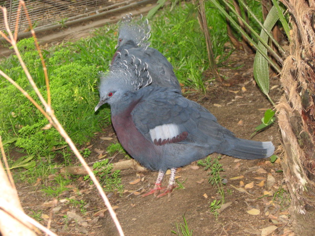 Victoria crowned pigeon