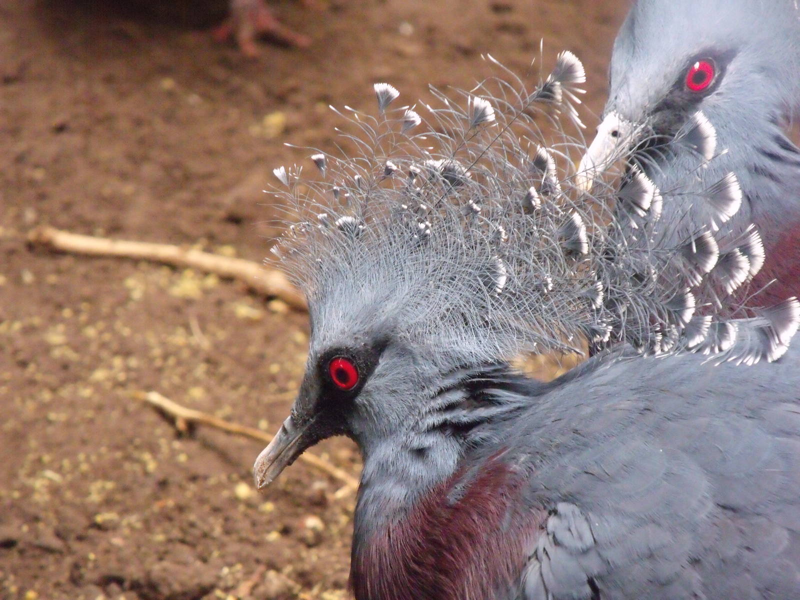 Victoria crowned pigeon