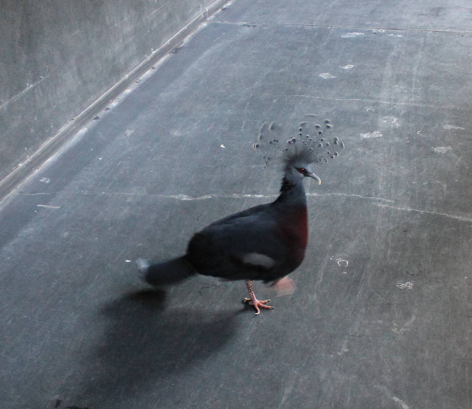 Victoria crowned pigeon