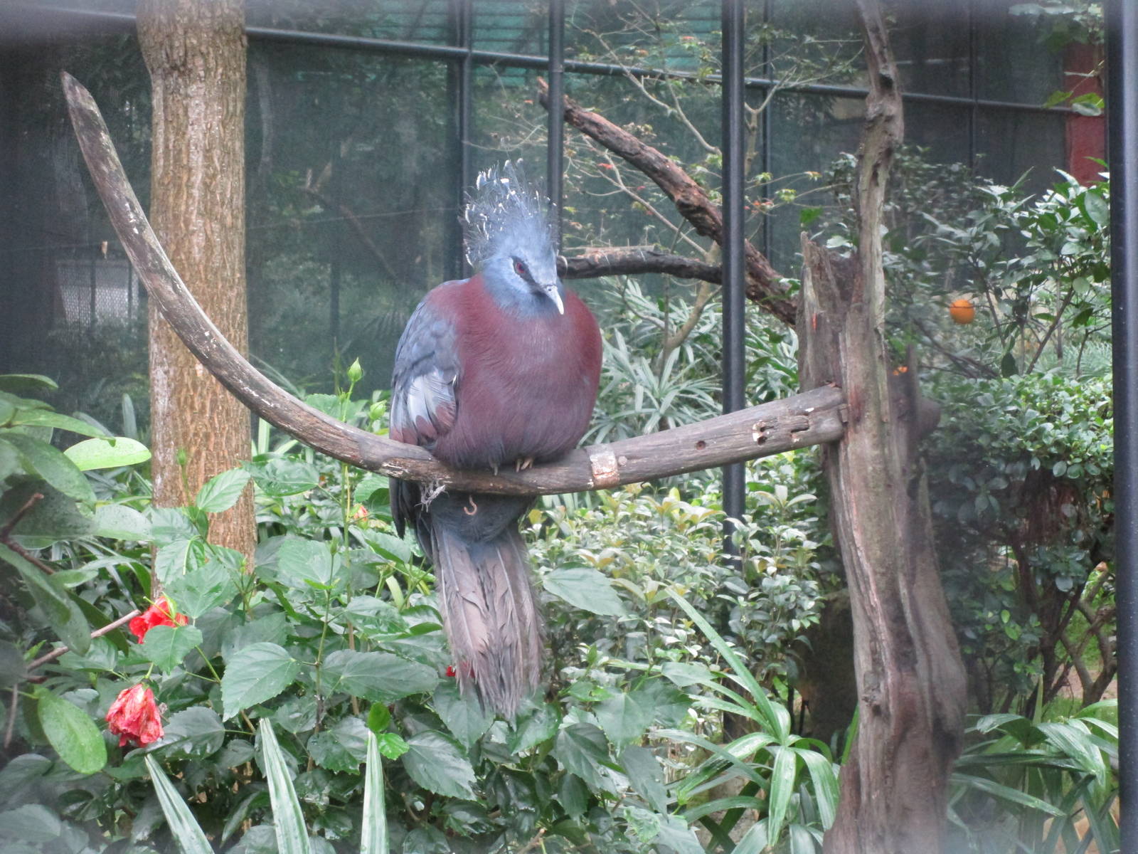 Victoria Crowned Pigeon