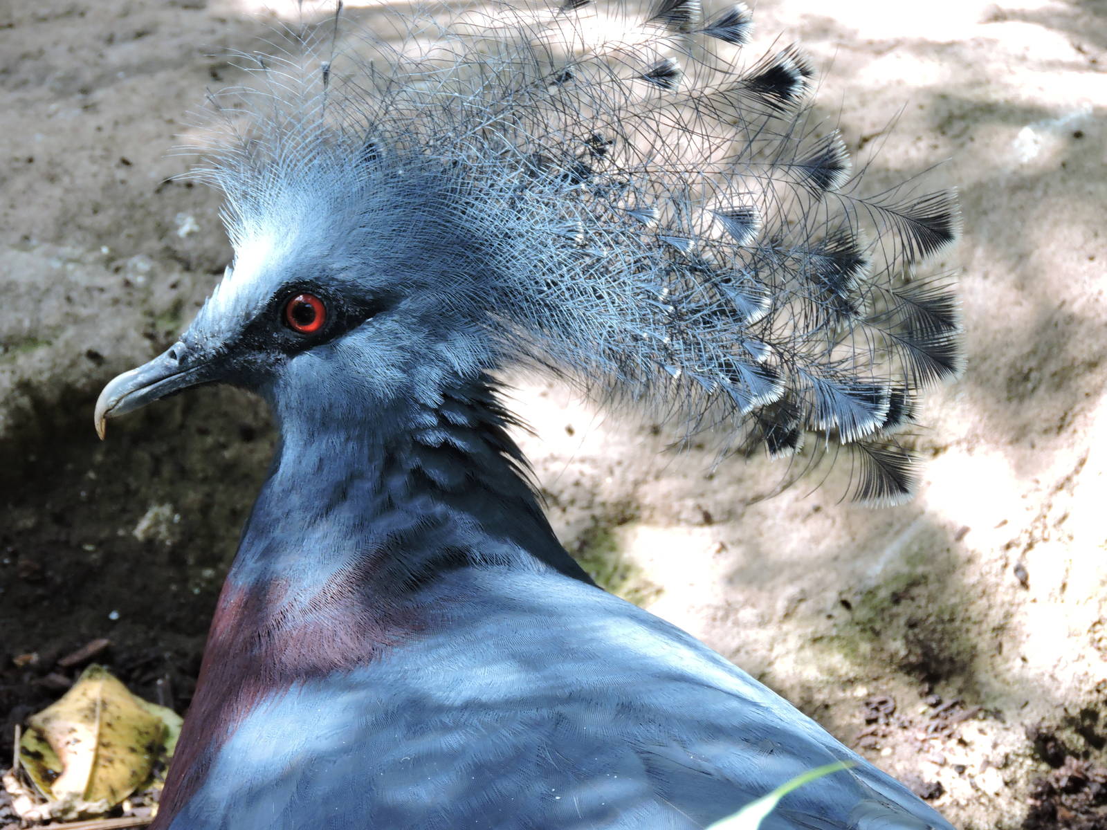 Victoria Crowned Pigeon