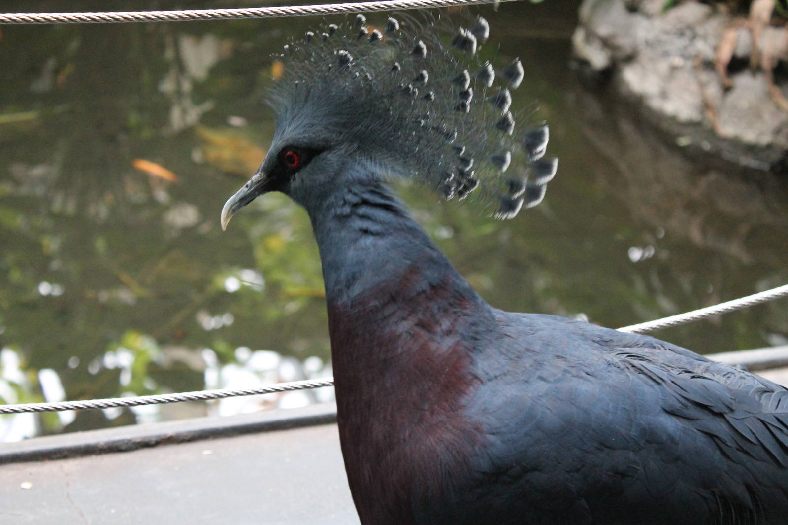 Victoria Crowned Pigeon