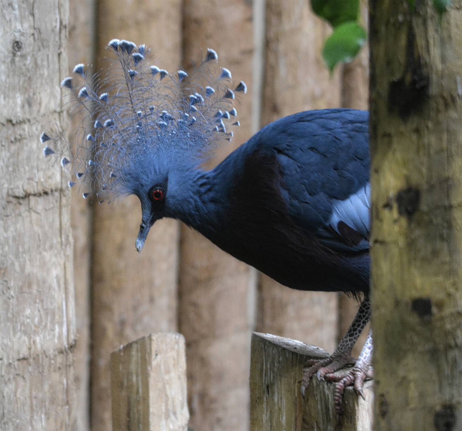 Victoria Crowned Pigeon