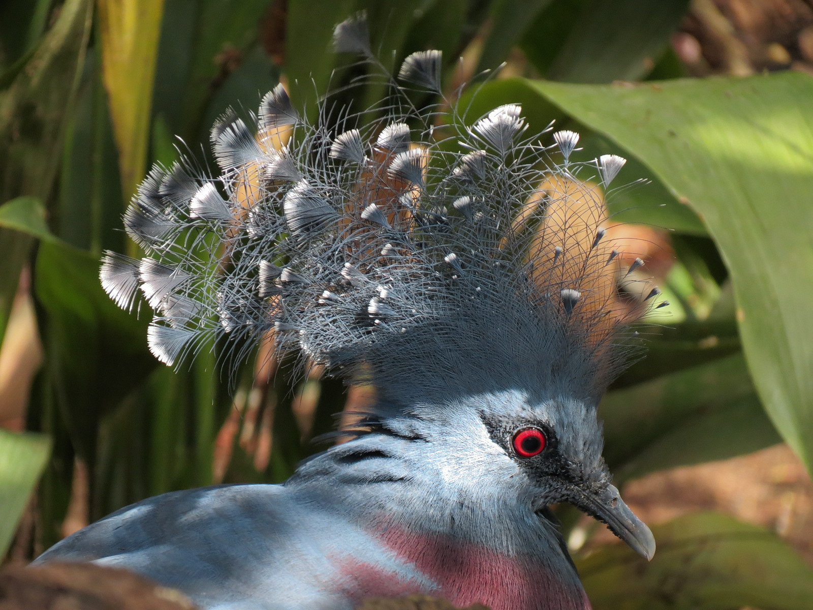 Victoria Crowned Pigeon
