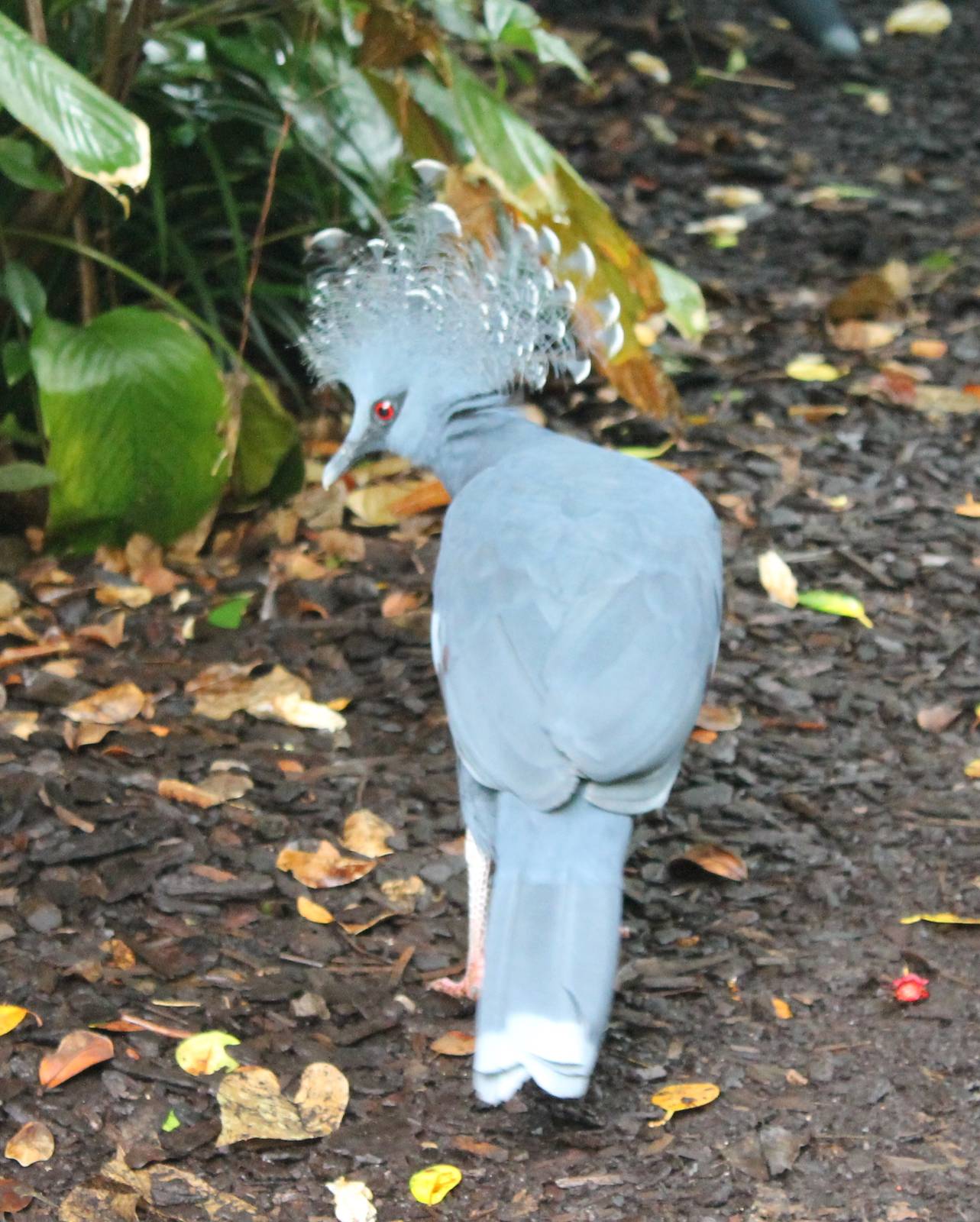 Victoria crowned pigeon
