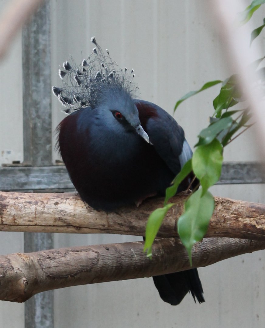 Victoria crowned pigeon