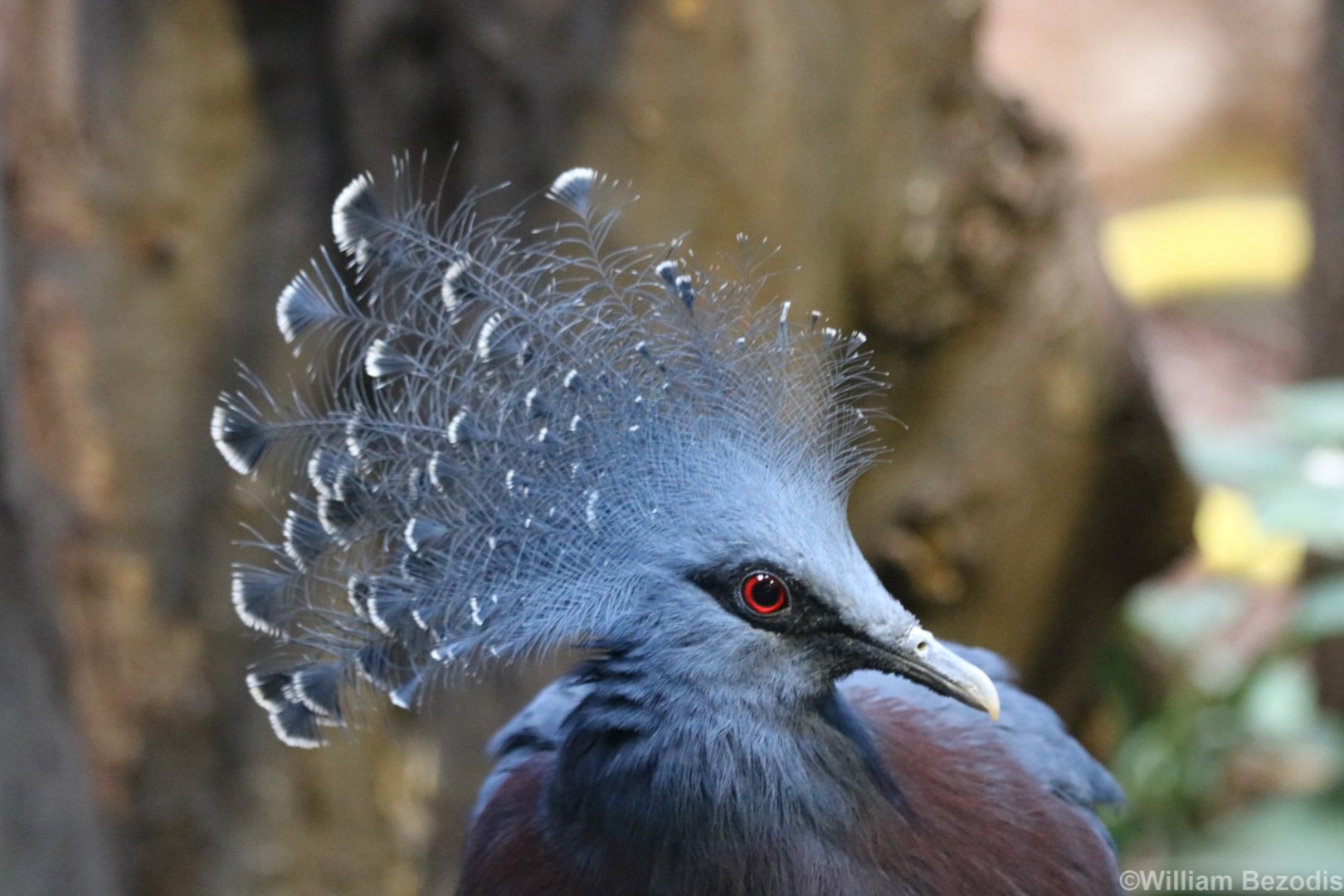 Victoria Crowned-pigeon