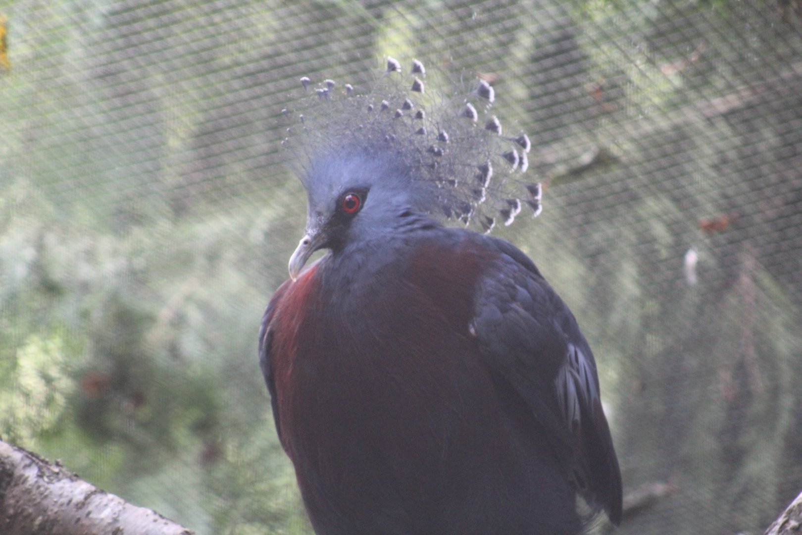 Victoria Crowned-Pigeon