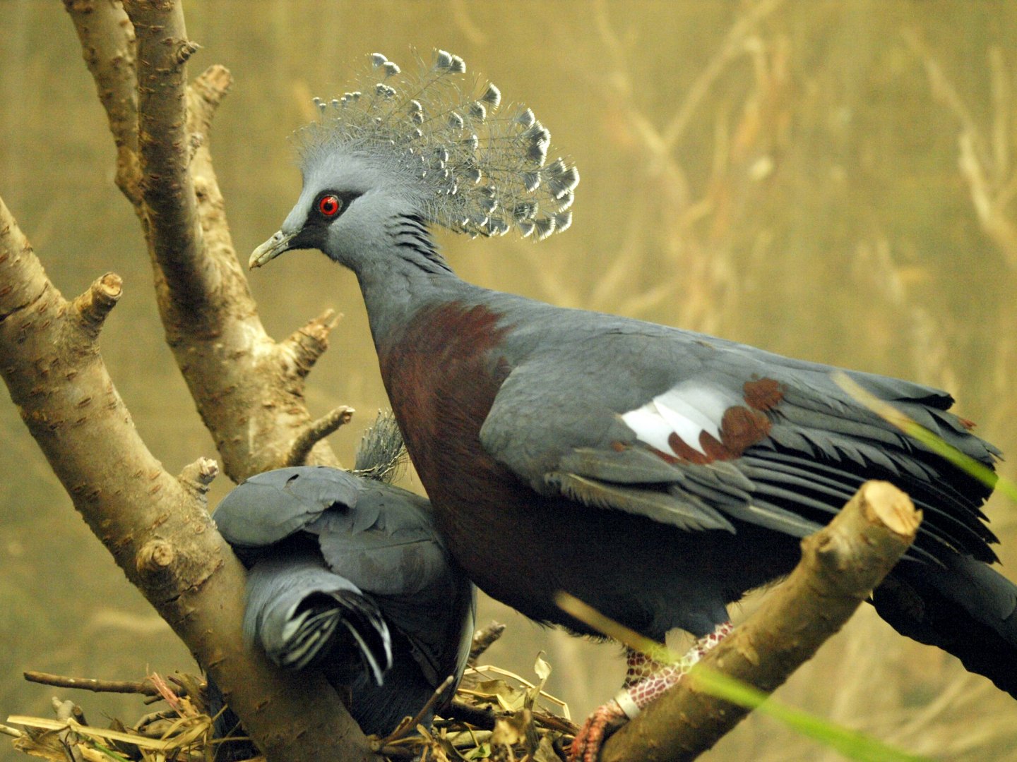 Victoria crowned pigeon