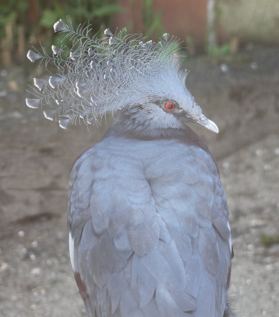 Victoria crowned pigeon