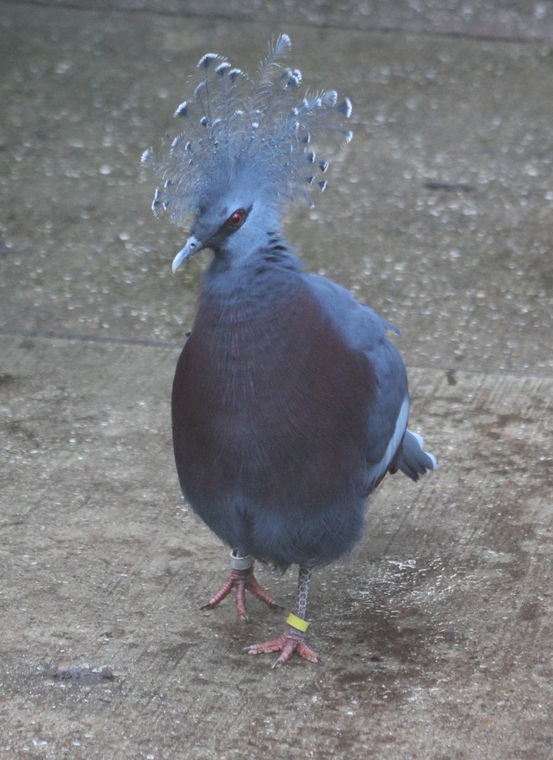Victoria crowned pigeon