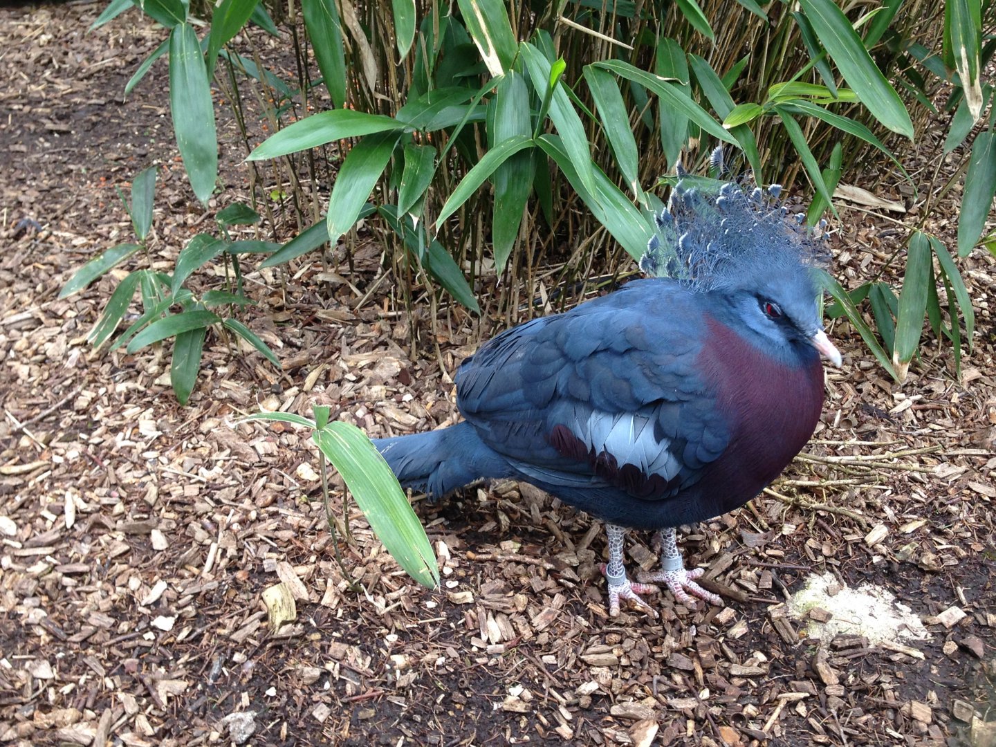 Victoria Crowned Pigeon