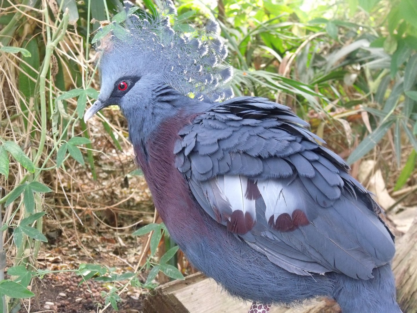 Victoria crowned pigeon