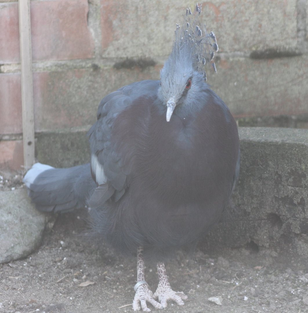 Victoria crowned pigeon