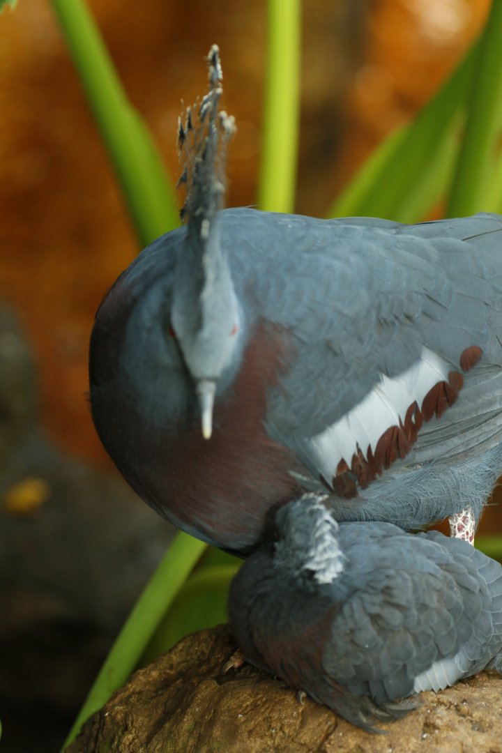 Victoria crowned pigeon