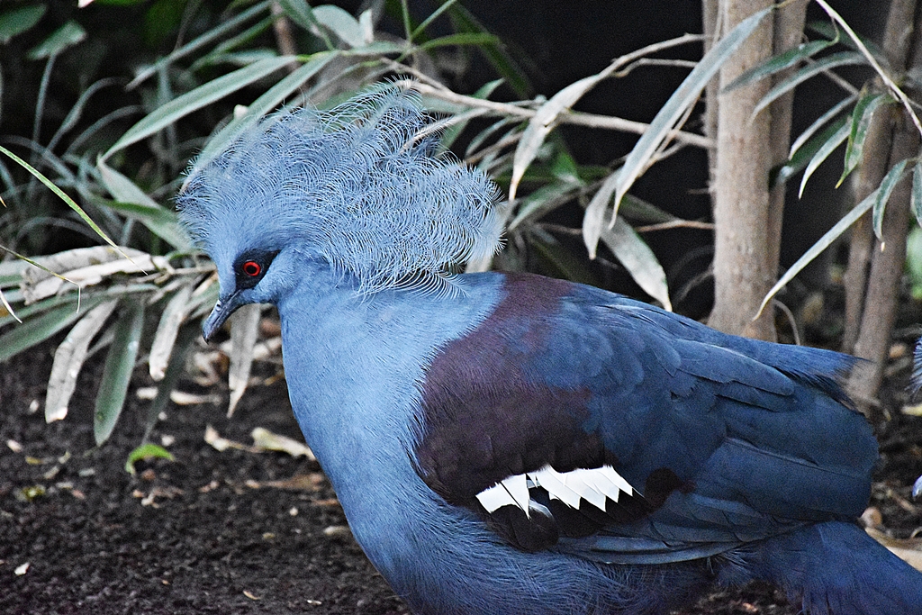 Victoria crowned pigeon