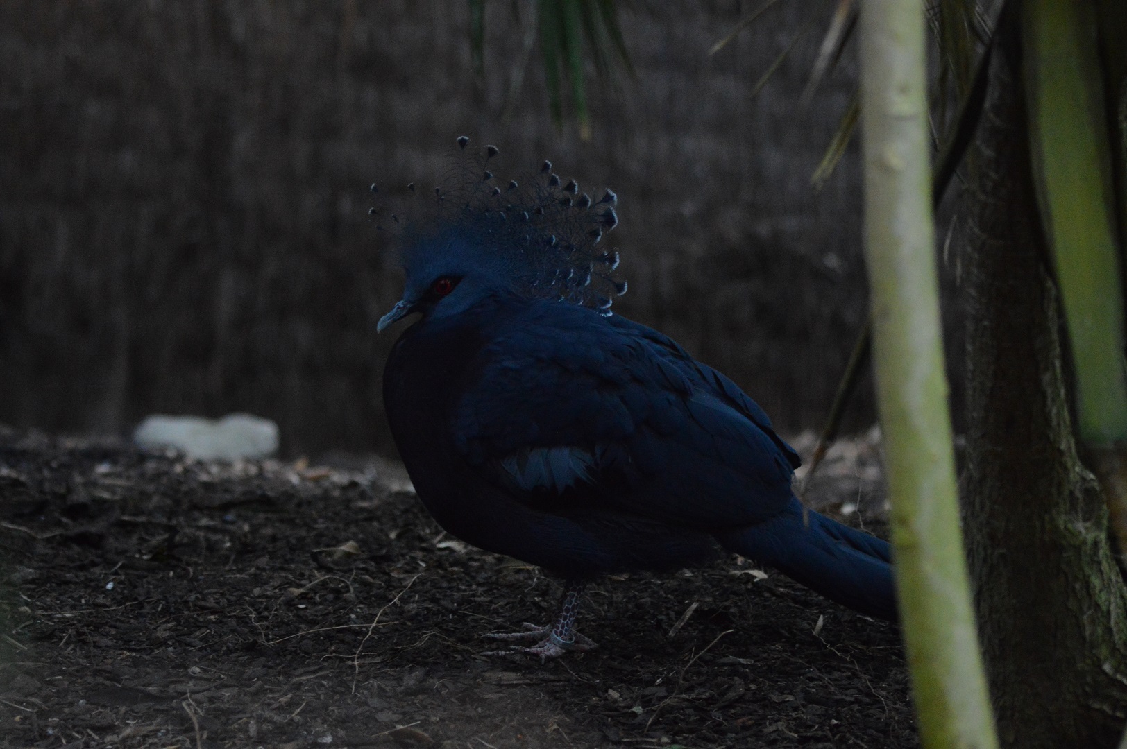 Victoria crowned pigeon
