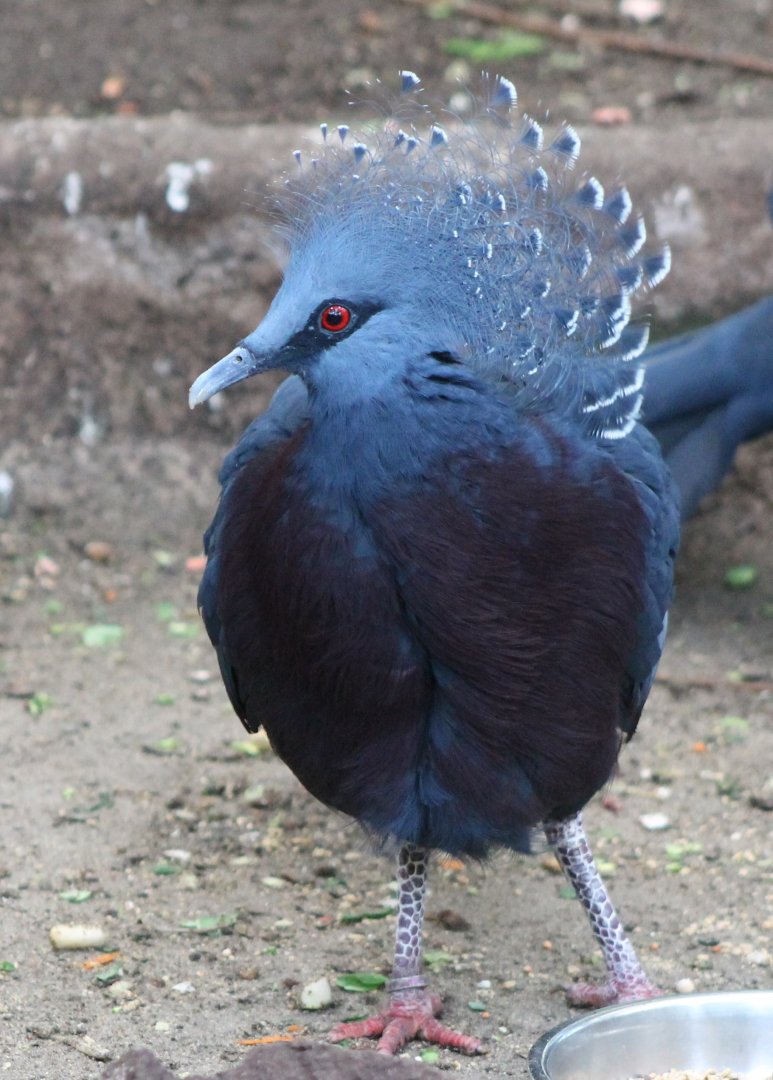 Victoria crowned pigeon