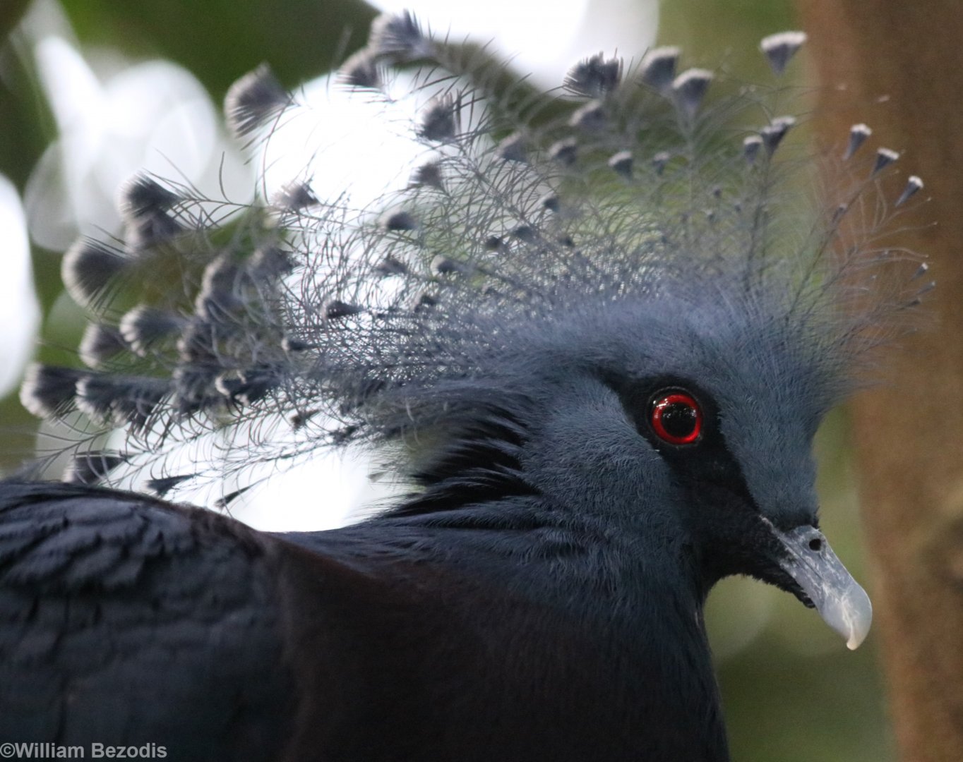 Victoria Crowned-pigeon