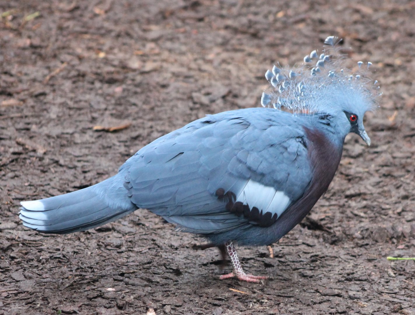 Victoria crowned pigeon