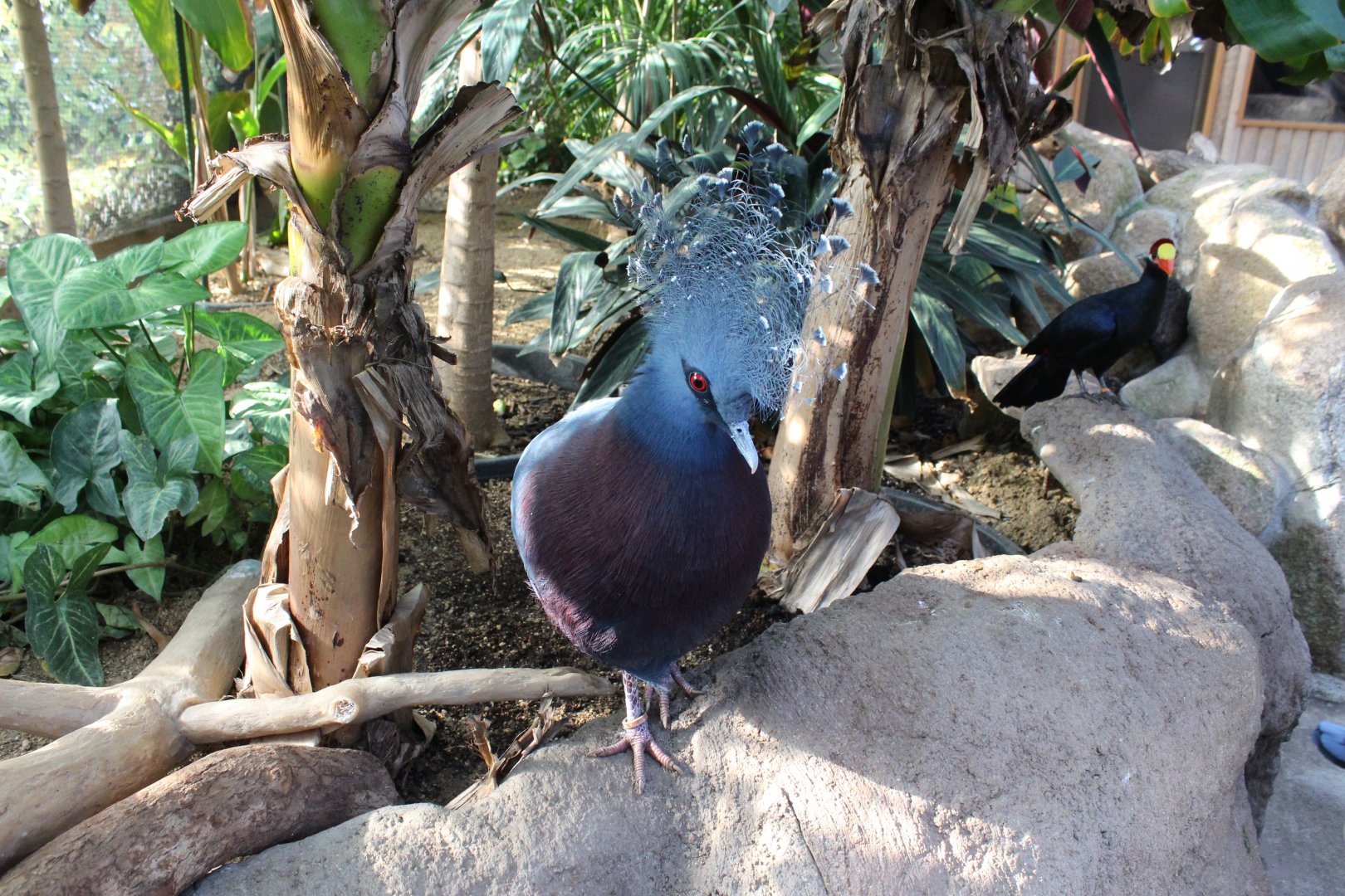 Victoria crowned pigeon