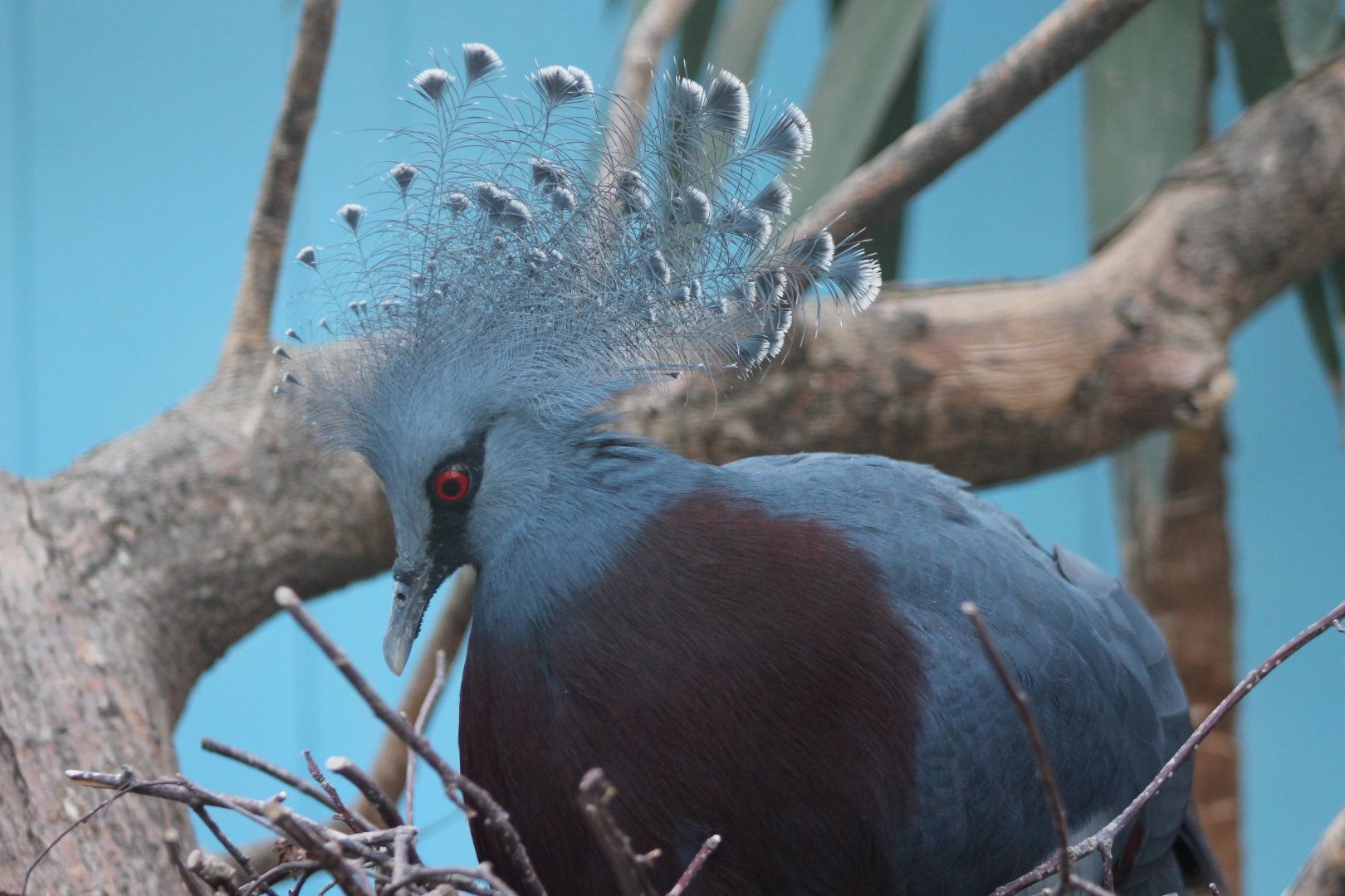 Victoria crowned pigeon
