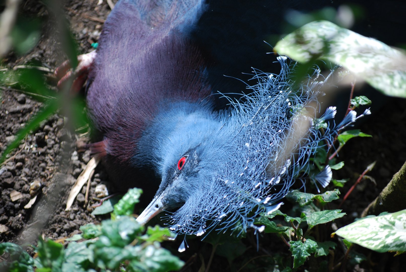 Victoria Crowned Pigeon