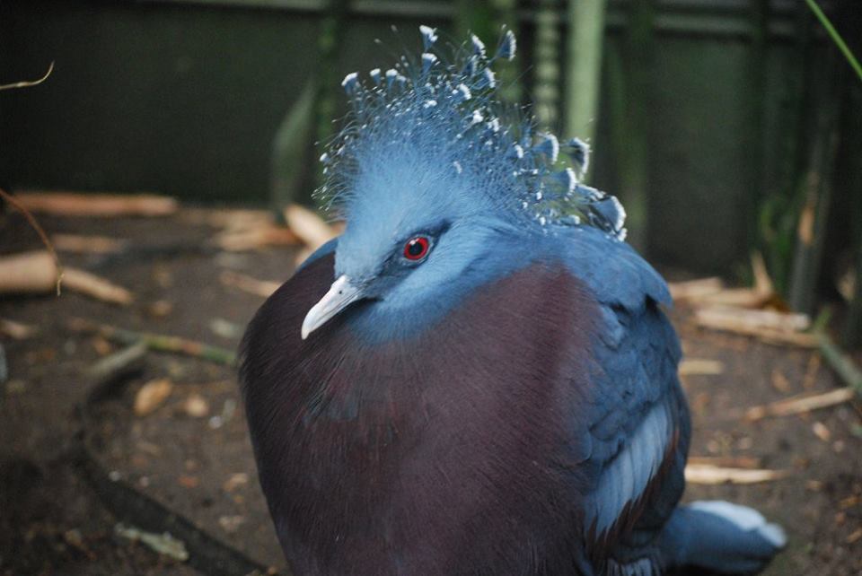 Victoria Crowned Pigeon