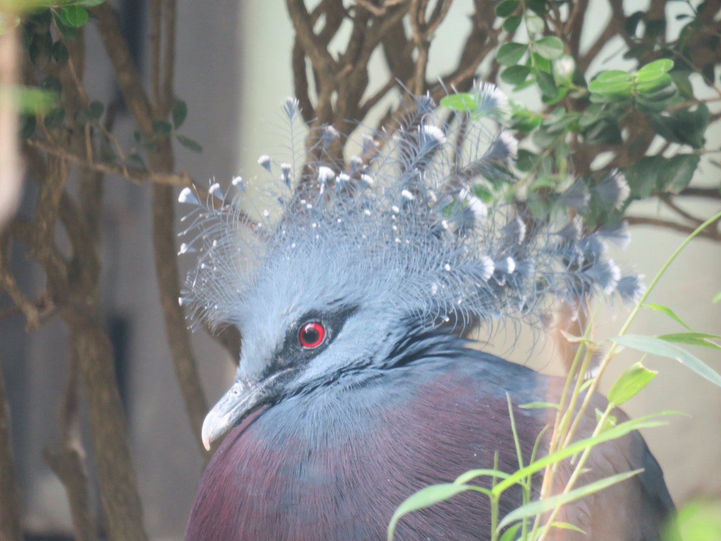 Victoria crowned pigeon