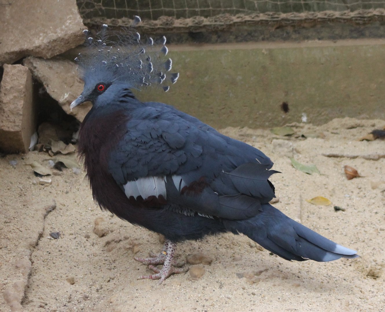 Victoria crowned pigeon