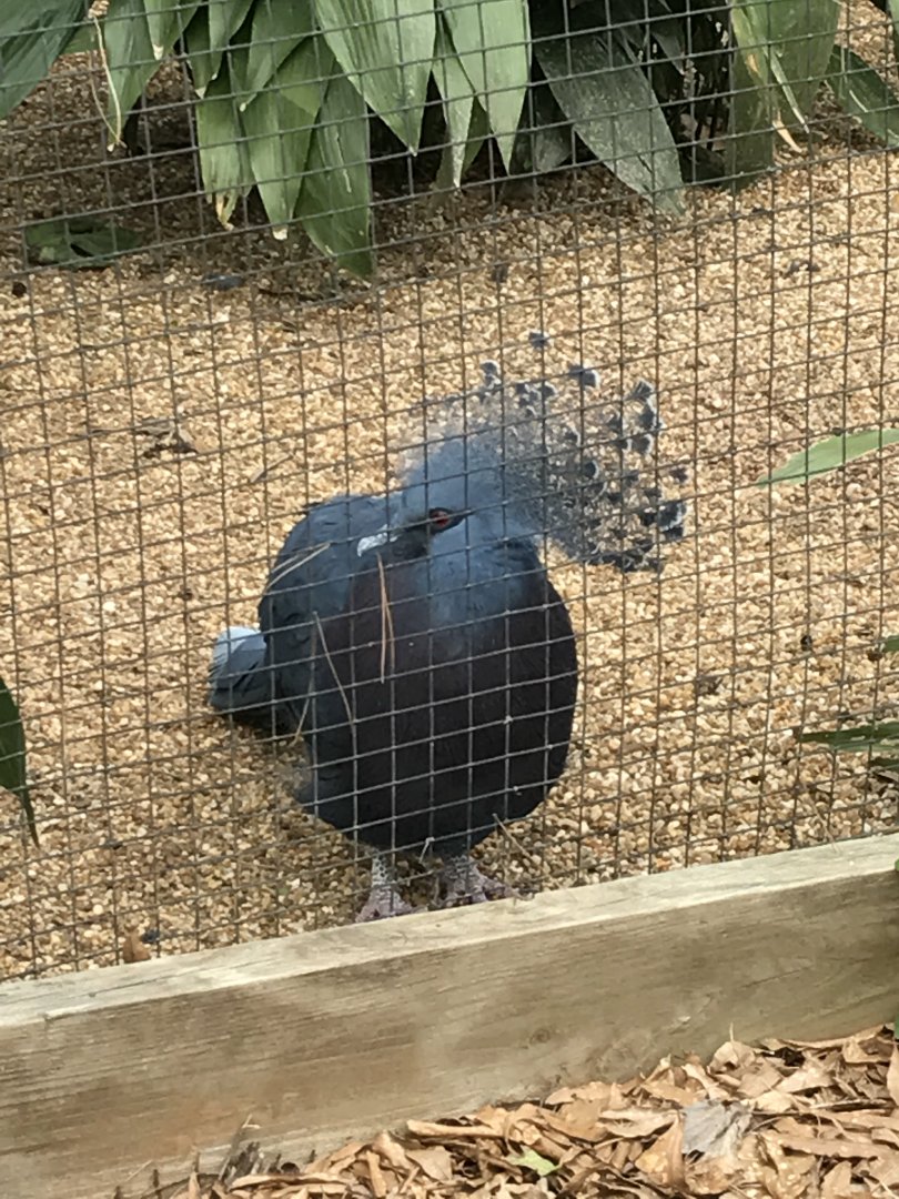 Victoria crowned pigeon