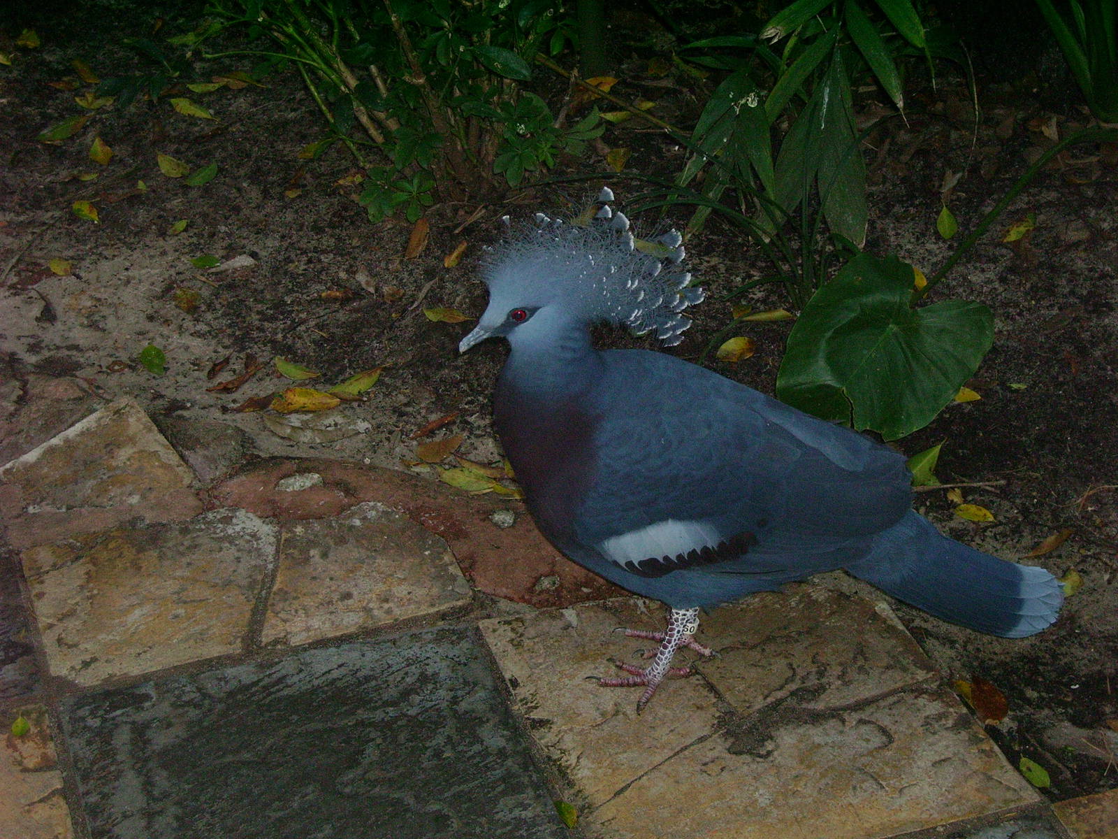 Victoria Crowned Pigeon