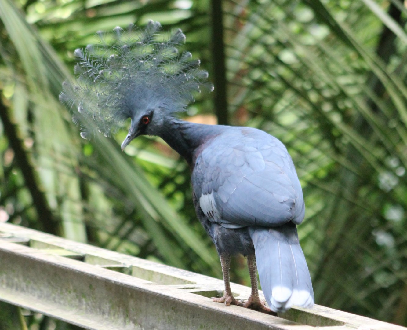 Victoria crowned pigeon