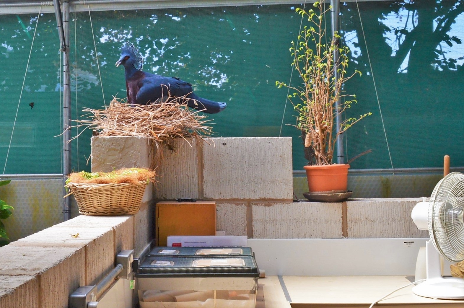 Victoria crowned pigeon