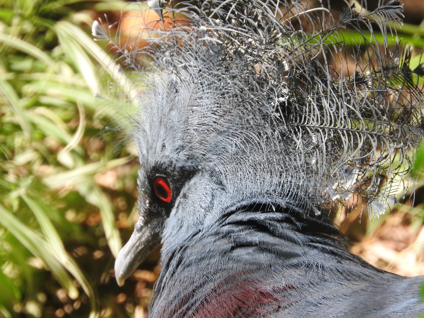 Victoria Crowned Pigeon