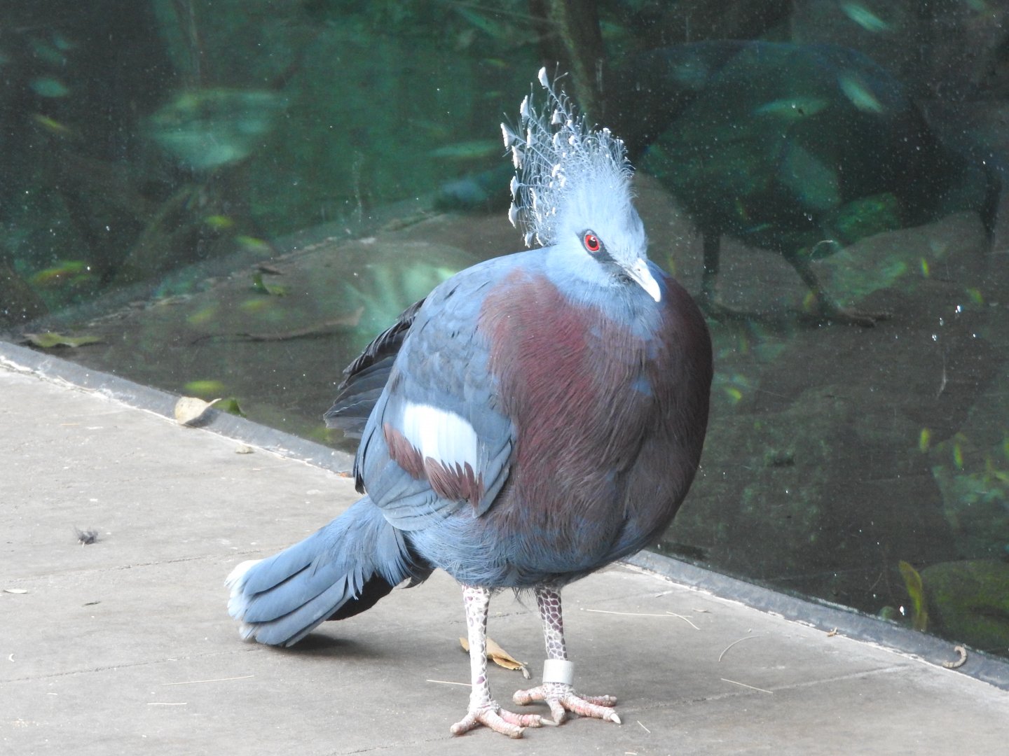 Victoria Crowned Pigeon