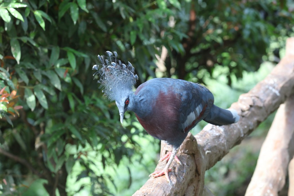 Victoria Crowned Pigeon