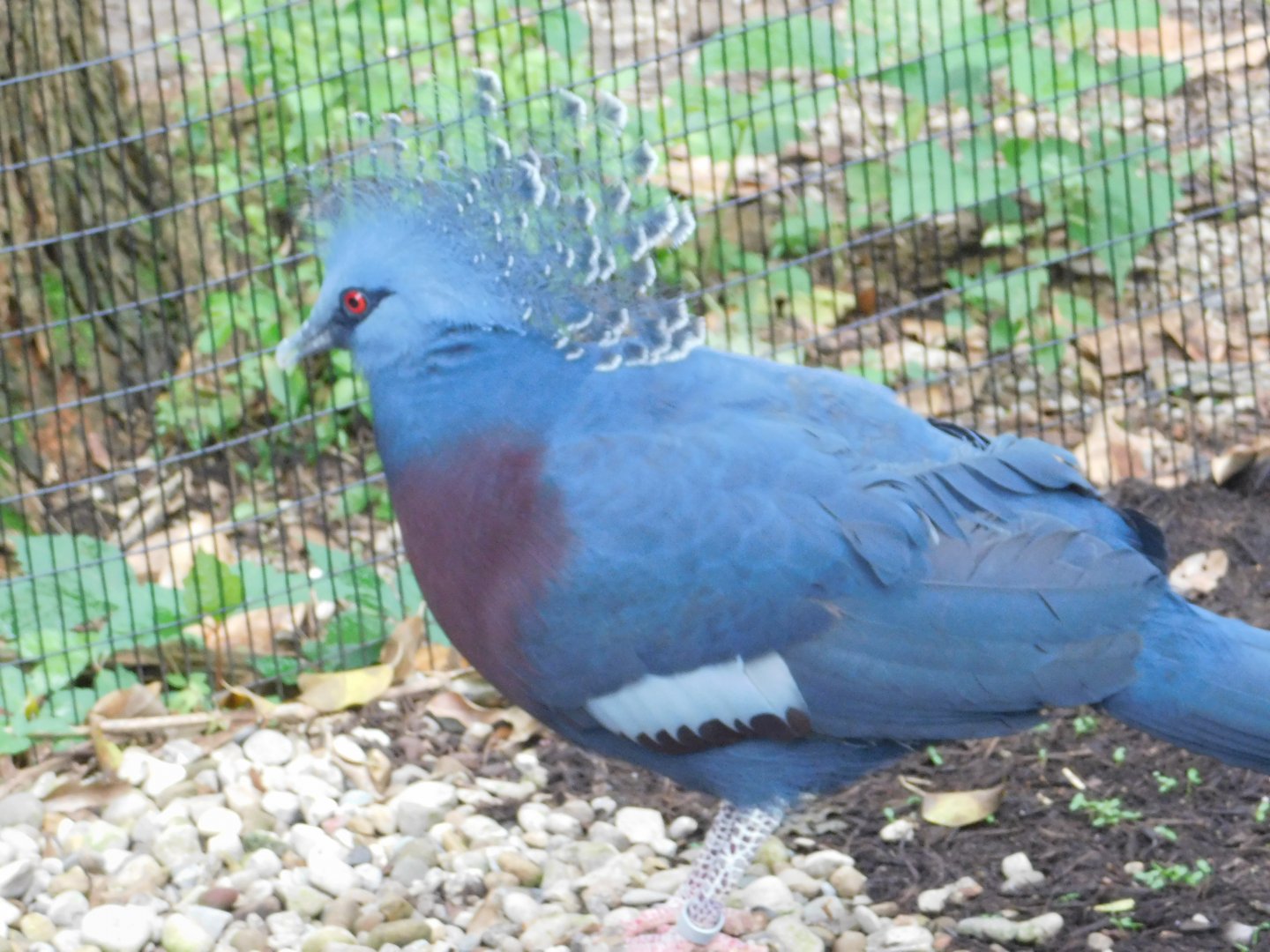 Victoria Crowned Pigeon