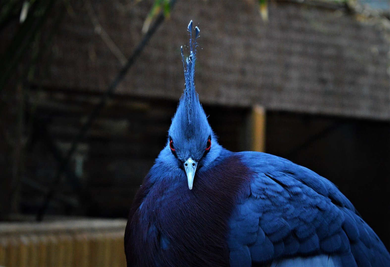 Victoria crowned pigeon
