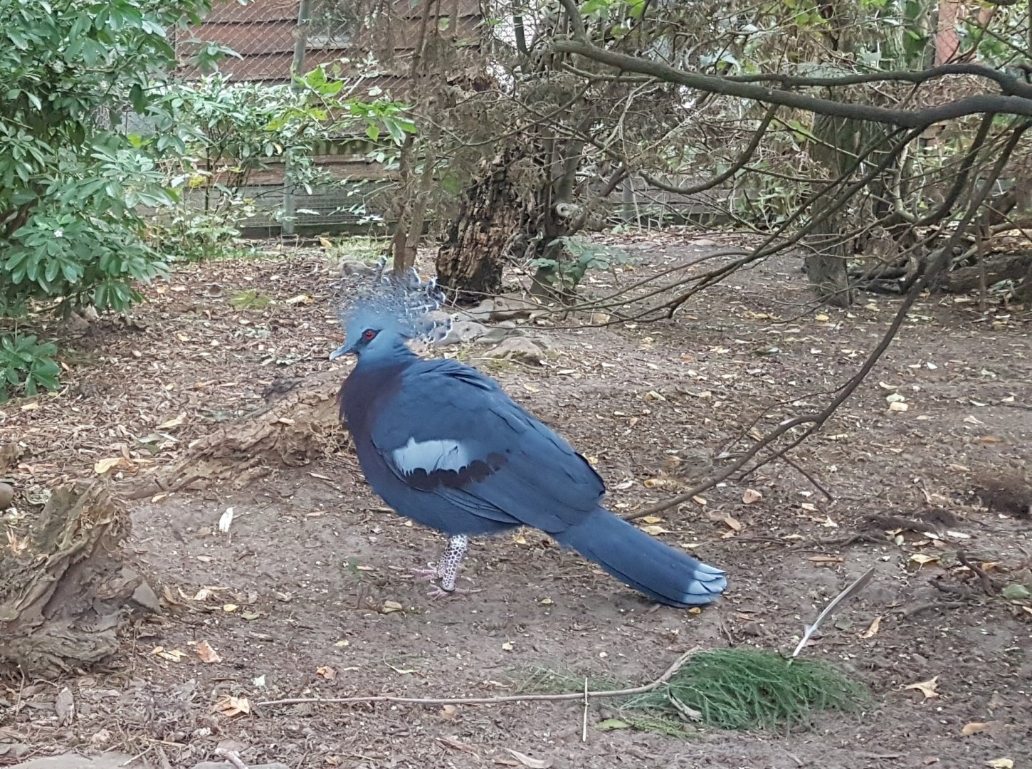 Victoria crowned pigeon
